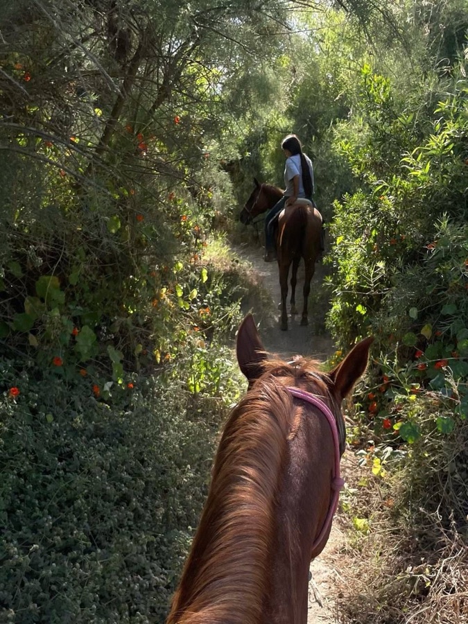 Trilha a cavalo entre a vegetação